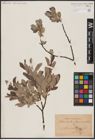 Foto von Salix aurita L. x Salix lapponum L.